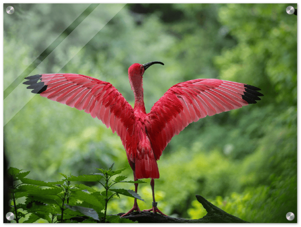 Pink Bird - Print - MetalPlex